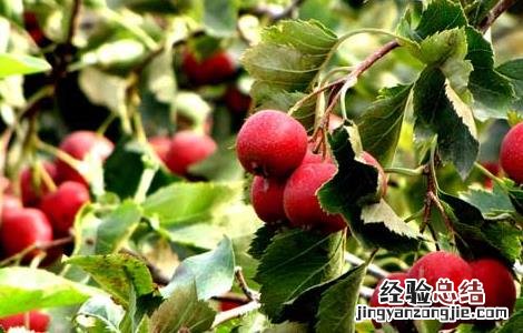 山楂种植技术视频 山楂种植技术
