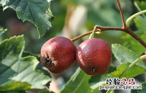 山楂种植技术视频 山楂种植技术