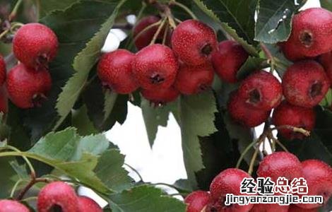 山楂种植技术视频 山楂种植技术