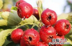 山楂种植技术视频 山楂种植技术