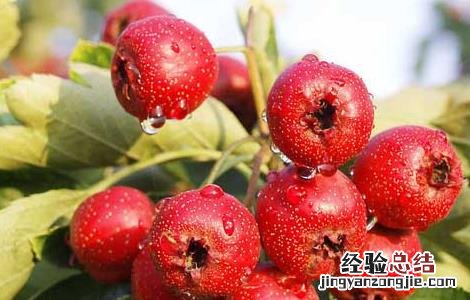 山楂种植技术视频 山楂种植技术