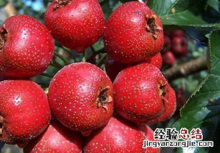山楂种植技术视频 山楂种植技术