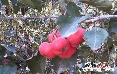 山楂种植技术视频 山楂种植技术
