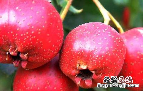 山楂种植技术视频 山楂种植技术
