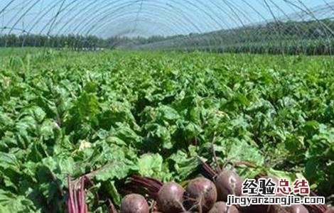 甜菜低糖原因及防治措施视频 甜菜低糖原因及防治措施
