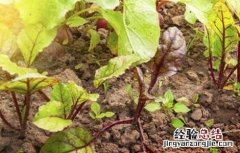 甜菜出苗差原因及防治方法 甜菜苗期病害