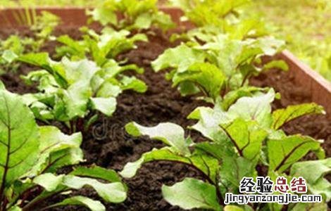 甜菜出苗差原因及防治方法 甜菜苗期病害
