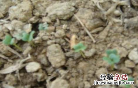 甜菜出苗差原因及防治方法 甜菜苗期病害