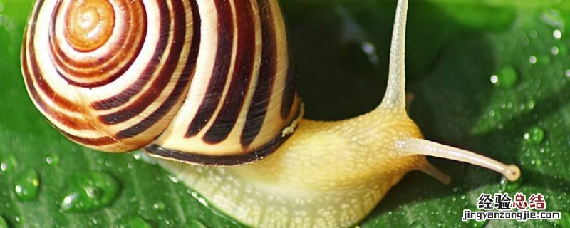 蜗牛是雌雄同体动物吗 蜗牛是雄雌同体,都会什么