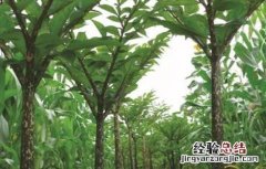 魔芋中后期管理技术 魔芋田间管理