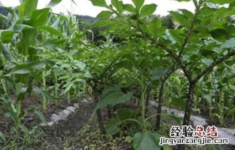 魔芋中后期管理技术 魔芋田间管理
