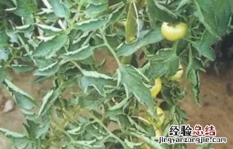 番茄叶片卷曲的原因 番茄叶子卷曲是什么原因