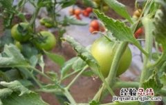番茄叶片卷曲的原因 番茄叶子卷曲是什么原因