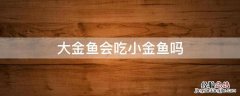 大金鱼会吃小金鱼吗 鱼缸里大金鱼会吃小金鱼吗
