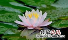 莲花还被称为什么 莲花又被称作