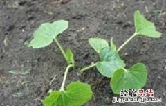 蔬菜种子出苗不齐的原因 蔬菜出苗不齐原因及解决方法