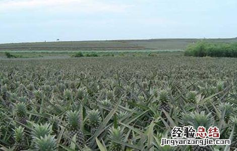 菠萝种植管理技术与管理 菠萝种植管理技术