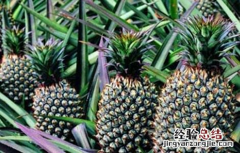 菠萝种植管理技术与管理 菠萝种植管理技术