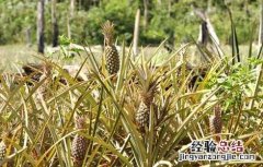 菠萝种植管理技术与管理 菠萝种植管理技术