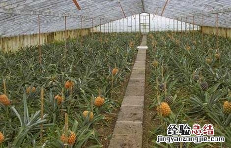 菠萝种植管理技术与管理 菠萝种植管理技术