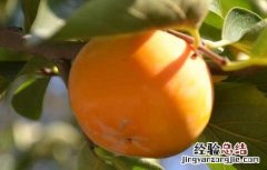 柿子的栽培技术视频 柿子的栽培技术