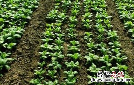 春菠菜的种植要点 秋季菠菜的种植与管理