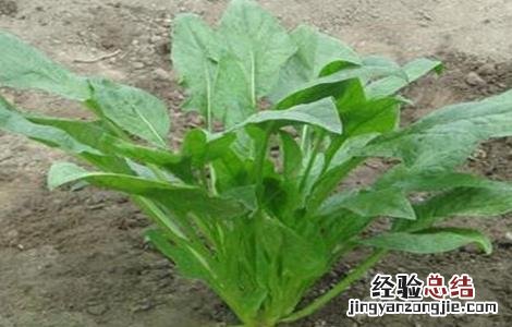 春菠菜的种植要点 秋季菠菜的种植与管理