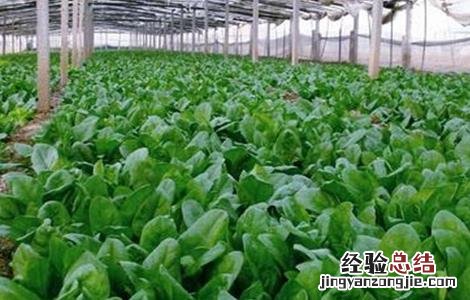 春菠菜的种植要点 秋季菠菜的种植与管理