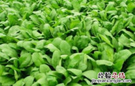 春菠菜的种植要点 秋季菠菜的种植与管理
