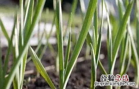 春播大蒜种植技术 春播大蒜种植技术要点