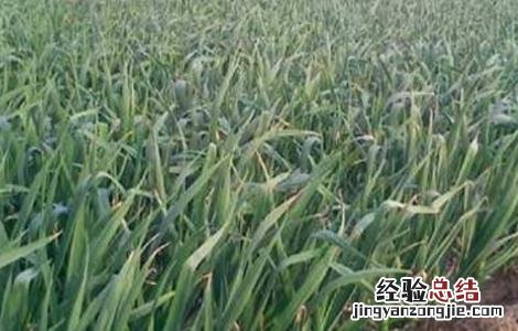 春播大蒜种植技术 春播大蒜种植技术要点