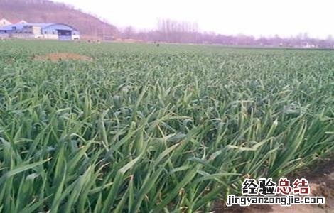 春播大蒜种植技术 春播大蒜种植技术要点