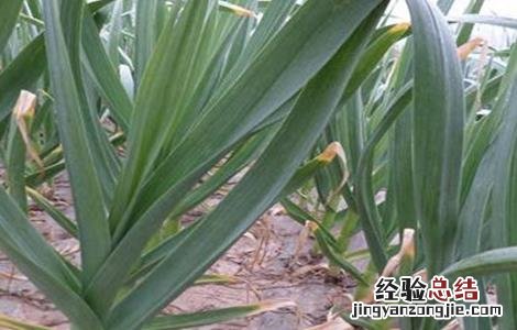 春播大蒜的田间管理 大蒜春季田间管理