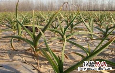 春播大蒜的田间管理 大蒜春季田间管理