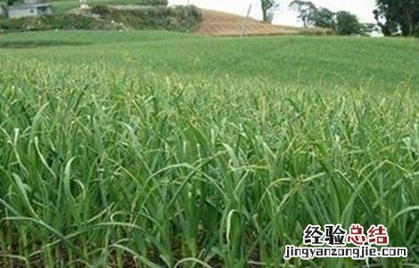 春播大蒜的田间管理 大蒜春季田间管理