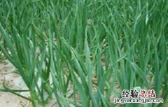 春播大蒜的田间管理 大蒜春季田间管理