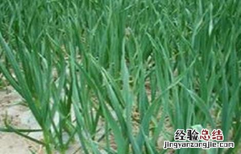 春播大蒜的田间管理 大蒜春季田间管理