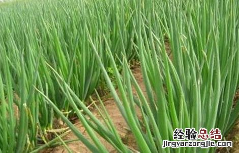 大葱成熟期对温度的要求 大葱高温时期的管理方法