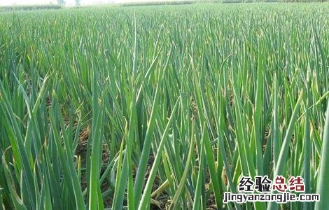 大葱成熟期对温度的要求 大葱高温时期的管理方法