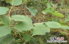 猕猴桃树几年结果 猕猴桃树多长时间结果