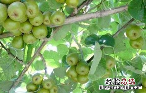 猕猴桃树几年结果 猕猴桃树多长时间结果