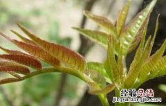 香椿的育苗技术 香椿的育苗技术有哪些