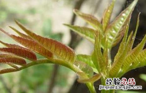 香椿的育苗技术 香椿的育苗技术有哪些