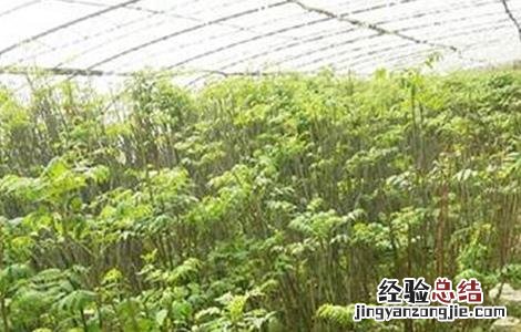 香椿的育苗技术 香椿的育苗技术有哪些