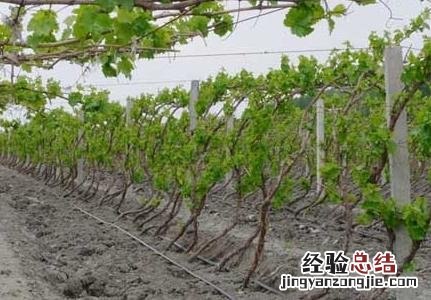 葡萄种植存在的问题 葡萄种植常见问题的回答
