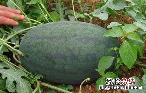 黑美人西瓜栽培技术和管理 黑美人西瓜栽培技术
