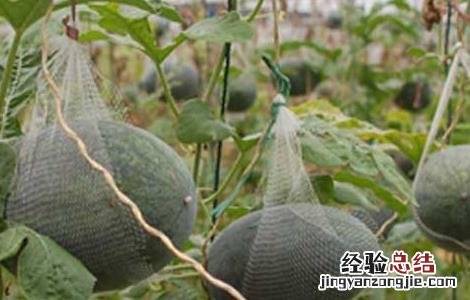 黑美人西瓜栽培技术和管理 黑美人西瓜栽培技术