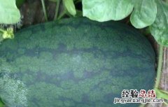 黑美人西瓜栽培技术和管理 黑美人西瓜栽培技术
