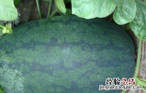 黑美人西瓜栽培技术和管理 黑美人西瓜栽培技术