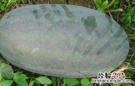黑美人西瓜栽培技术和管理 黑美人西瓜栽培技术